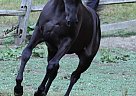 Arabian - Horse for Sale in Hubbard, OH 44425 Arabian - Horse for Sale in Hubbard, OH 44425