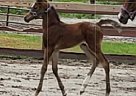 Arabian - Horse for Sale in Palatka, FL 32177 Arabian - Horse for Sale in Palatka, FL 32177