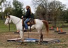 Paint - Horse for Sale in Willis, TX 77378 Paint - Horse for Sale in Willis, TX 77378