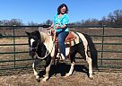 Paint - Horse for Sale in Hubbard, TX 76648 Paint - Horse for Sale in Hubbard, TX 76648