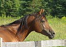 Arabian - Horse for Sale in Laurentian Hills, ON K0J 1P0 Arabian - Horse for Sale in Laurentian Hills, ON K0J 1P0