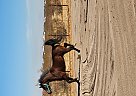 Arabian - Horse for Sale in Maricopa, AZ 85139 Arabian - Horse for Sale in Maricopa, AZ 85139