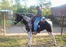 Paint - Horse for Sale in Livingston, TX 77351 Paint - Horse for Sale in Livingston, TX 77351