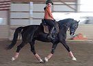 Dutch Warmblood - Horse for Sale in Medina, OH 44256 Dutch Warmblood - Horse for Sale in Medina, OH 44256
